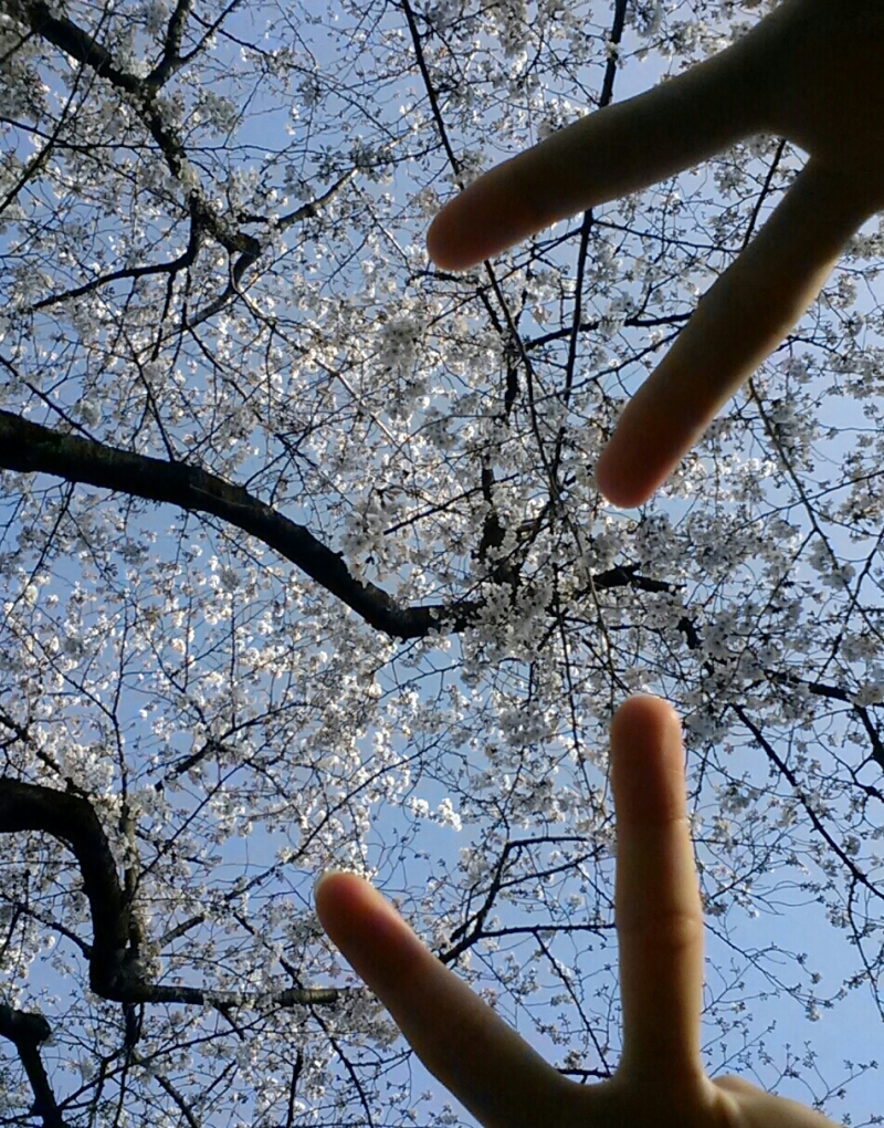 ☆桜です。あーりんです。☆の画像